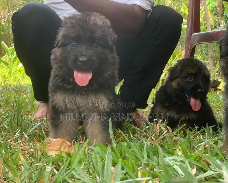 German Shepherd Puppies