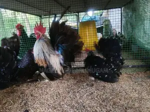 Bramah Chicks