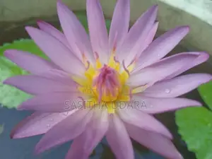 මානෙල් පැළ