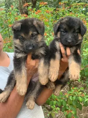 German Shepherd Puppies