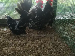 Bramah Chicks