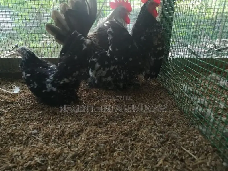 Bramah Chicks