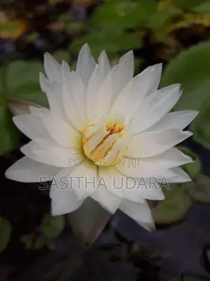 මානෙල් පැළ