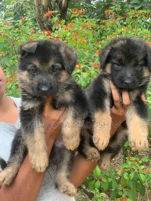 German Shepherd Puppies