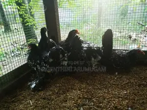 Bramah Chicks