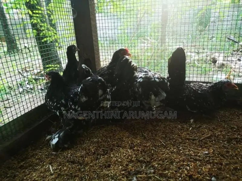 Bramah Chicks