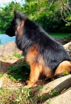 German Shepherd Puppies