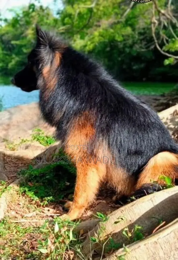 German Shepherd Puppies