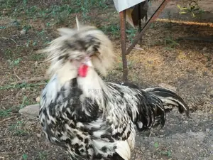 Bramah Chicks