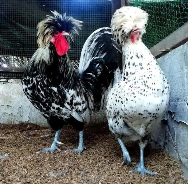 Bramah Chicks