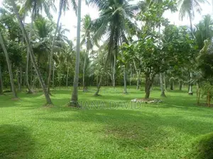 Coconut Estate for Sale Kurunegala