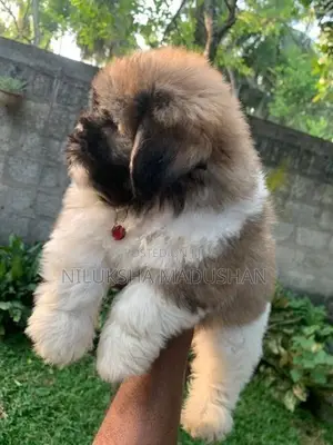 Shih Tzu Puppies