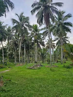 Coconut Estate for Sale Kurunegala