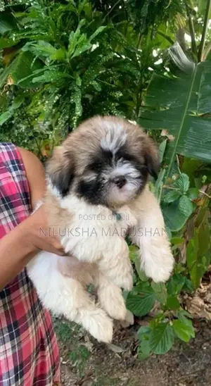 Shih Tzu Puppies