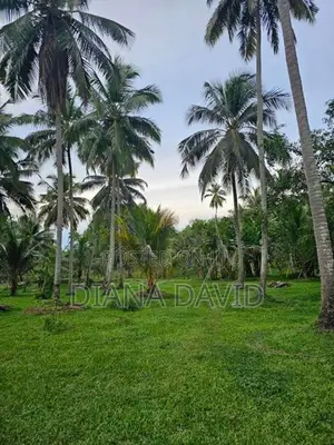 Coconut Estate for Sale Kurunegala