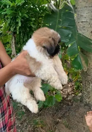 Shih Tzu Puppies