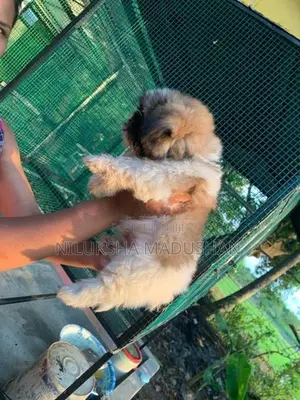 Shih Tzu Puppies
