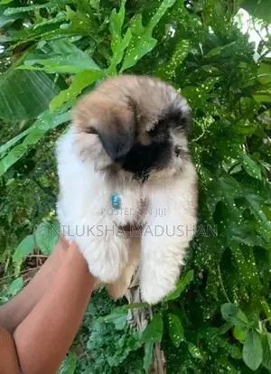 Shih Tzu Puppies