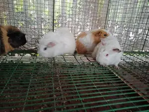 ගිනි පිග්ස්