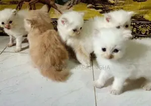 පර්සියන් බළලුන්