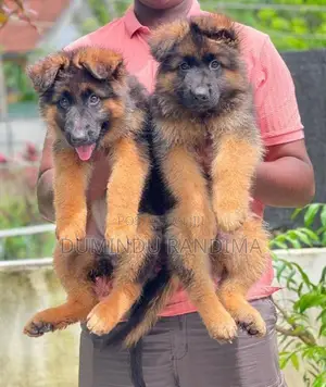 German Shepherd Puppies