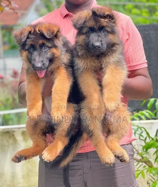 German Shepherd Puppies