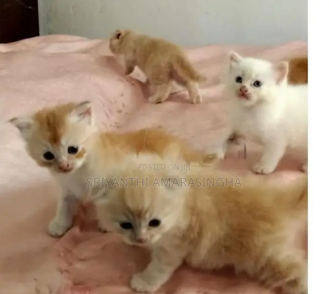 Persian cats