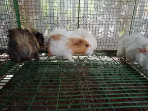 ගිනි පිග්ස්