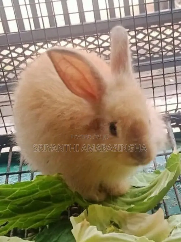 ඇංගෝරා හාවුන් .
