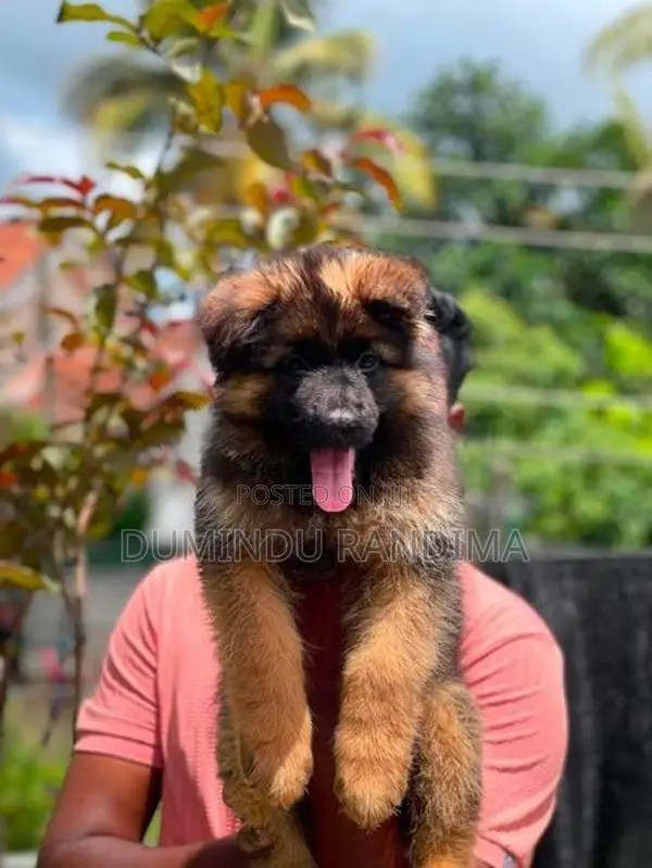 German Shepherd Puppies