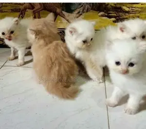 Persian cats