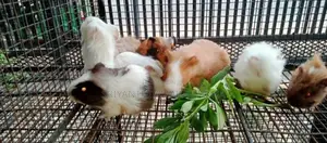 ගිනි පිග්ස්