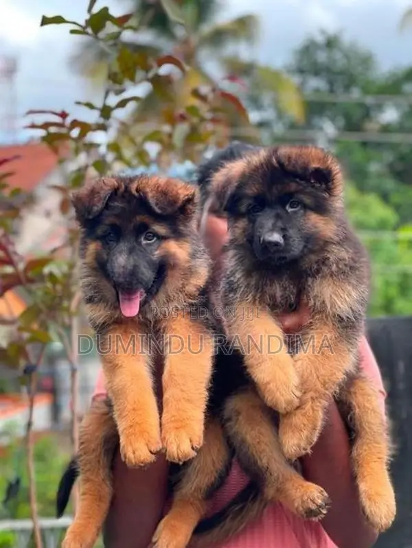 German Shepherd Puppies