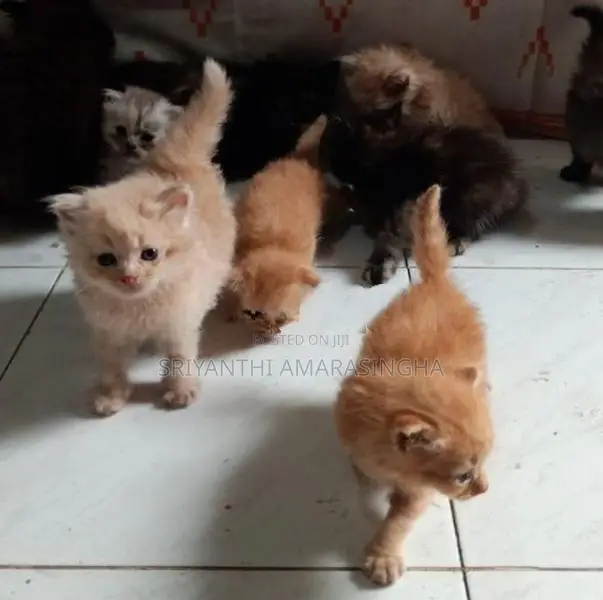 Persian cats