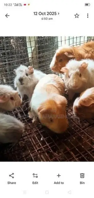 ගිනි පිග්ස්