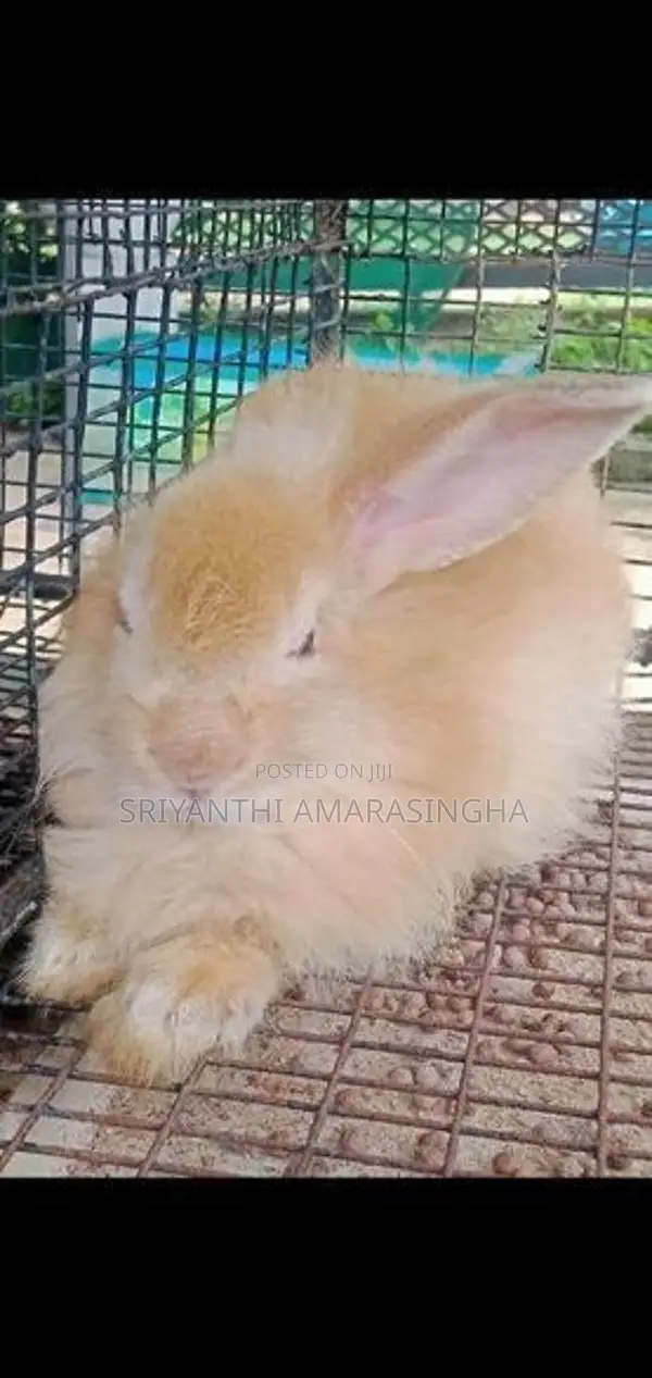 ඇංගෝරා හාවුන් .