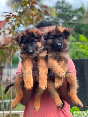 German Shepherd Puppies