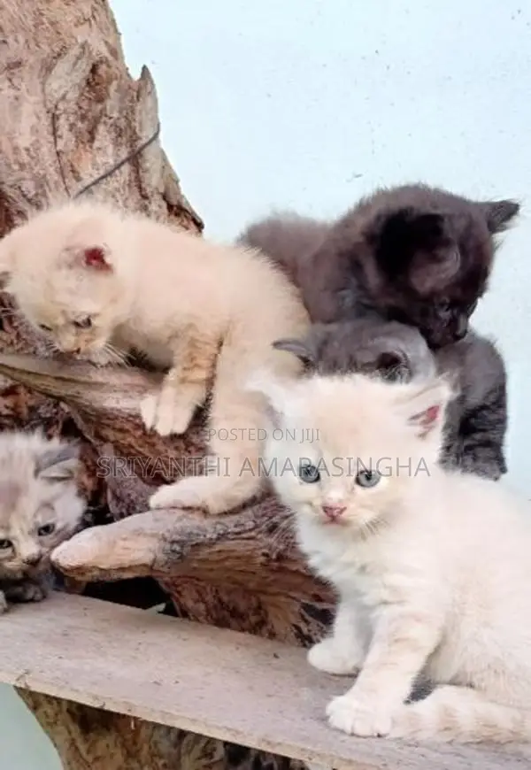 Persian cats
