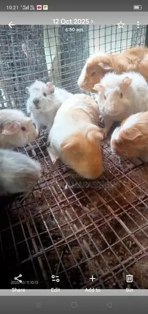 ගිනි පිග්ස්