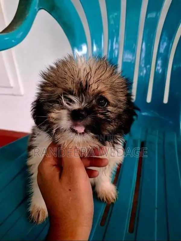 Shitzu Puppies