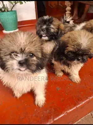 Shitzu Puppies