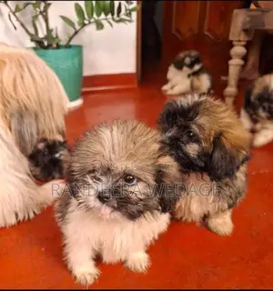 Shitzu Puppies
