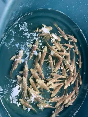 Koi Carp Fish