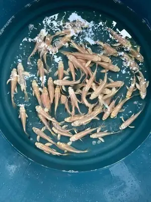 Koi Carp Fish