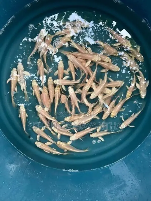 Koi Carp Fish