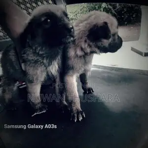 German Shepherd Puppies