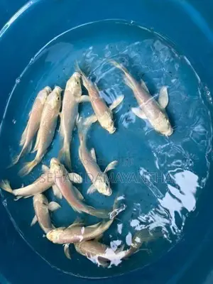 Koi Carp Fish