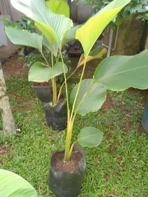 Calathea Lutea Plants
