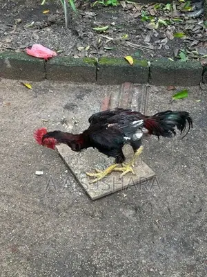 Rooster