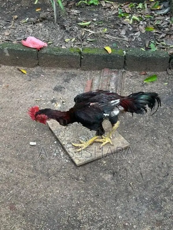 Rooster